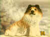 PET-DL.jpg (54662 bytes)